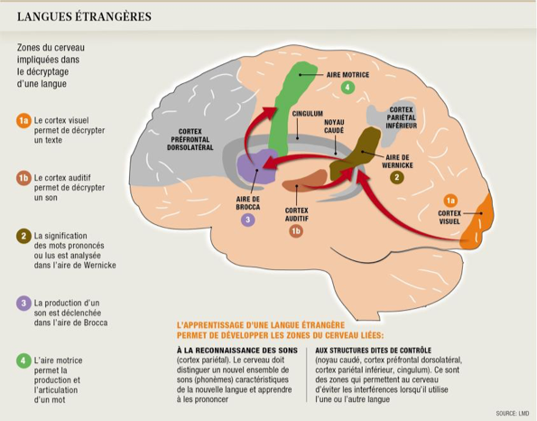 Cerveau